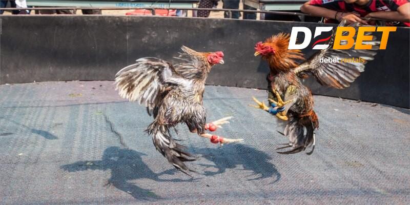 Các thể loại đá gà thomo