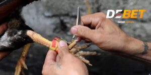 Đá gà cựa dao cho tín đồ máu lửa, Debet trả thưởng siêu tốc 2 Đá gà cựa dao Debet