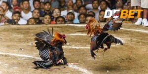 Đá gà Thomo chuẩn sới Campuchia, Debet mở kèo liên tục 1 Đá gà thomo Debet