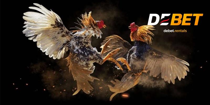 Hướng dẫn tham gia đá gà cựa dao