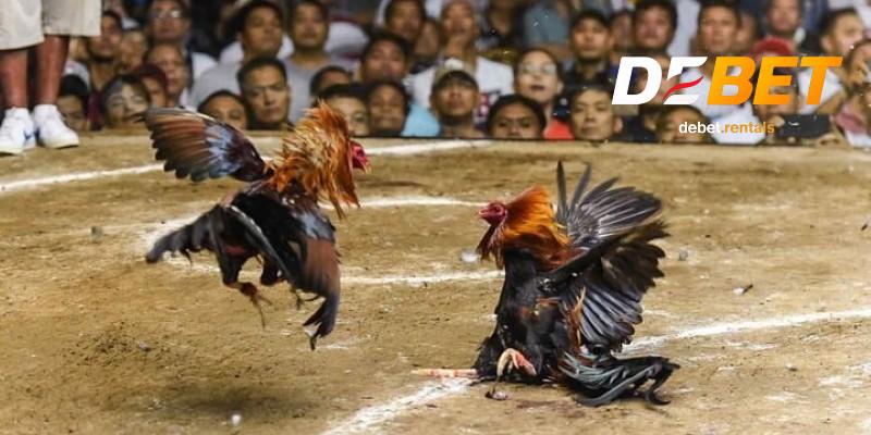 Đá gà cựa sắt chuẩn từng cú đá, Debet phát live trực tiếp 2 Khái niệm đá gà cựa sắt