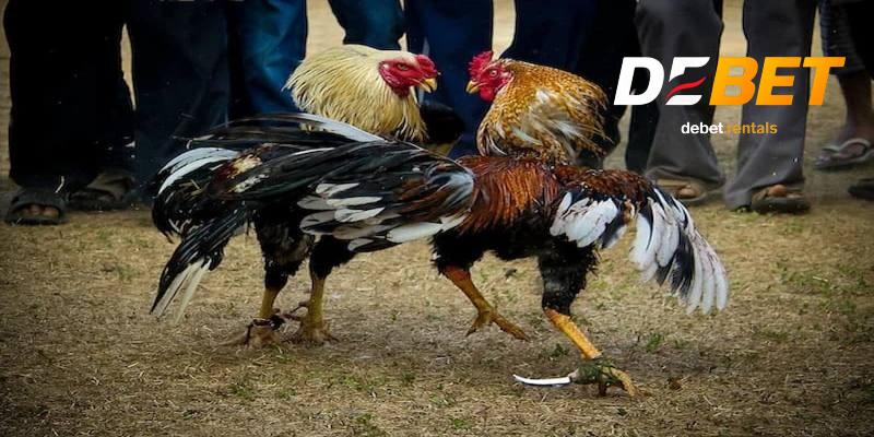 Luật chơi đá gà cựa dao